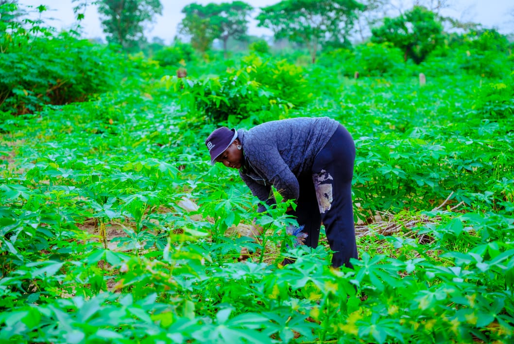 Cassava farm 1