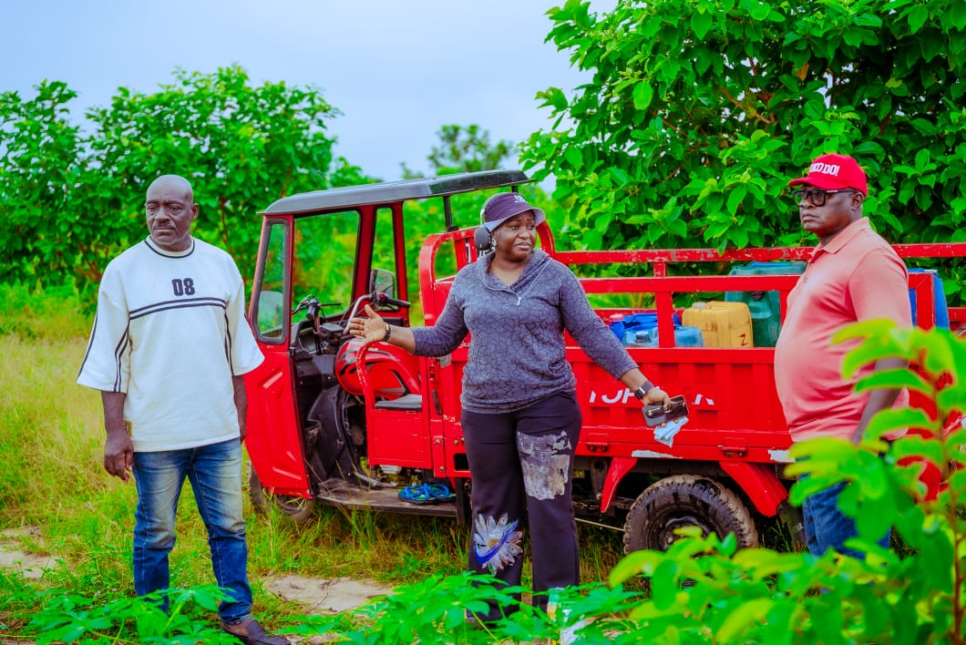 Cassava farm 4