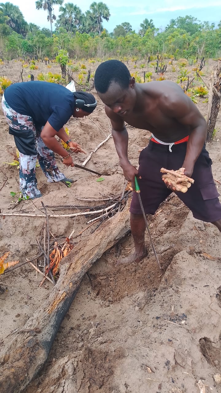 Cassava farm 3