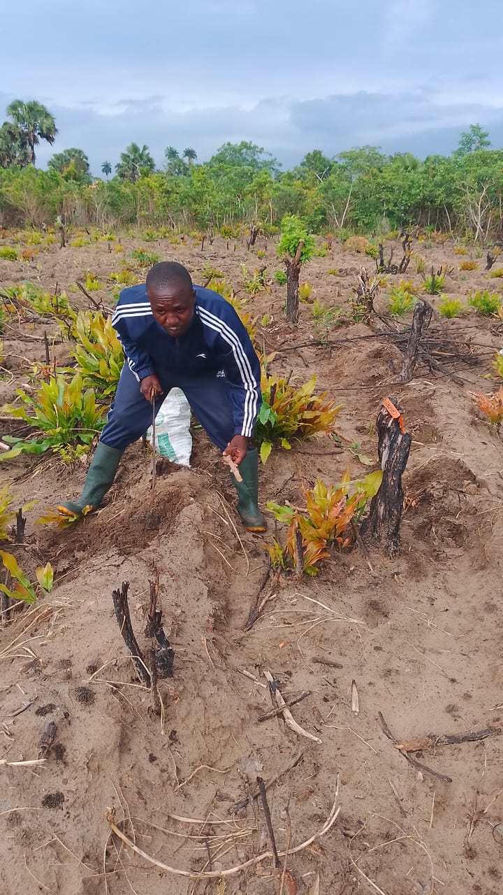 Cassava farm 2