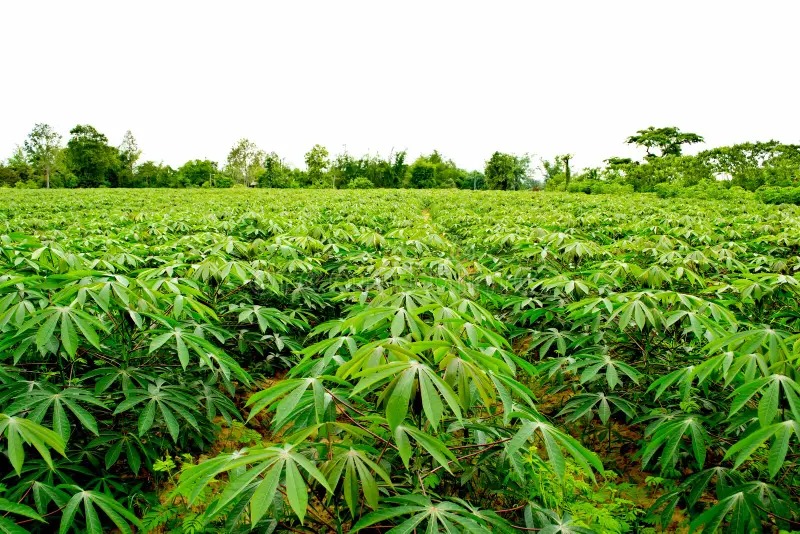 Cassava Farm