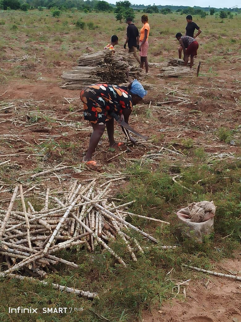 Coordinating a 30ha Cassava Cultivation: The Realities Behind the Vision