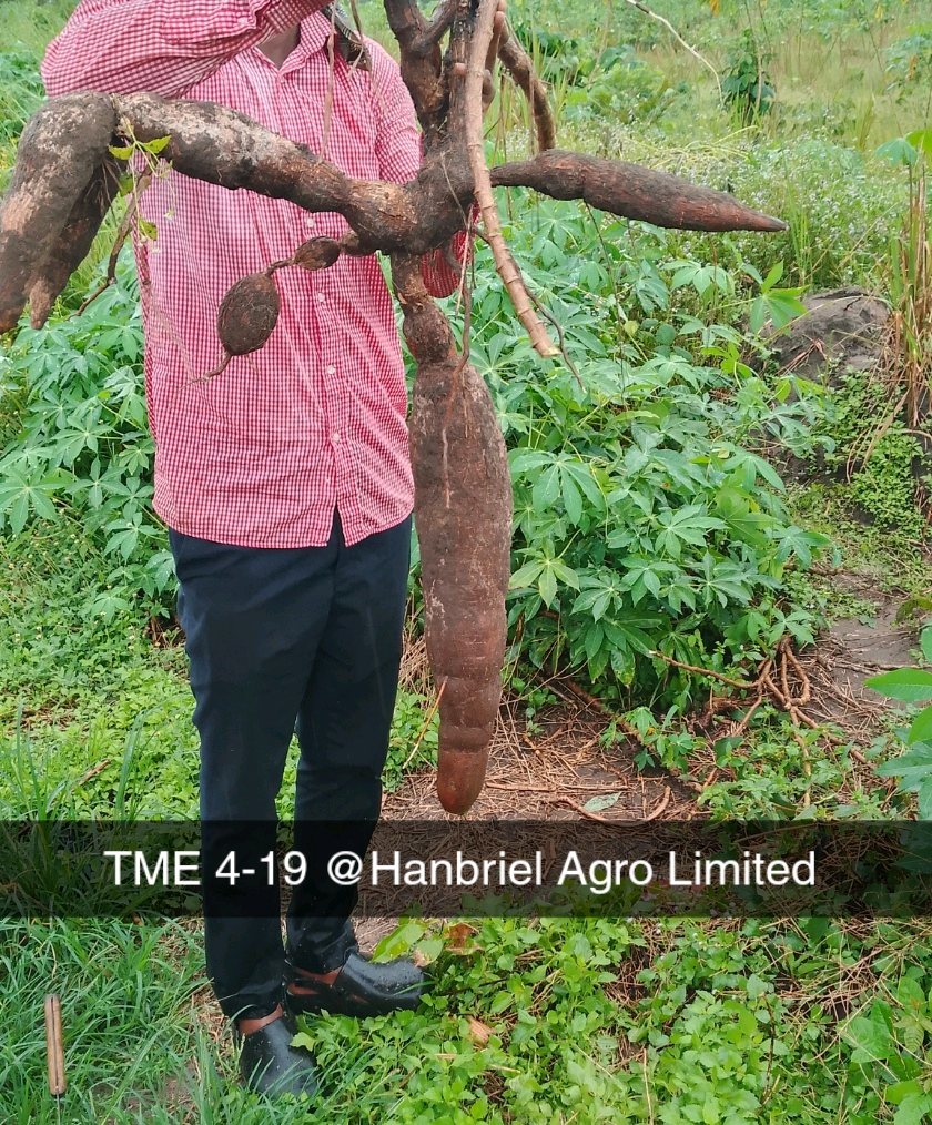 Pure Roots. Premium Quality.