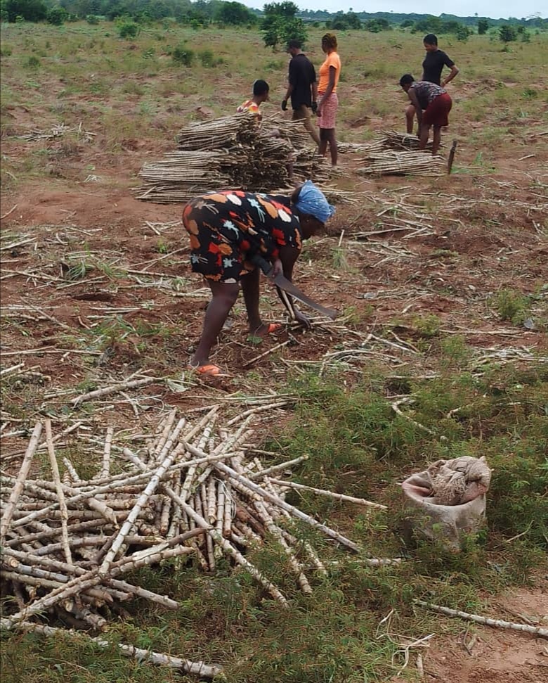 Pure Roots. Premium Quality.