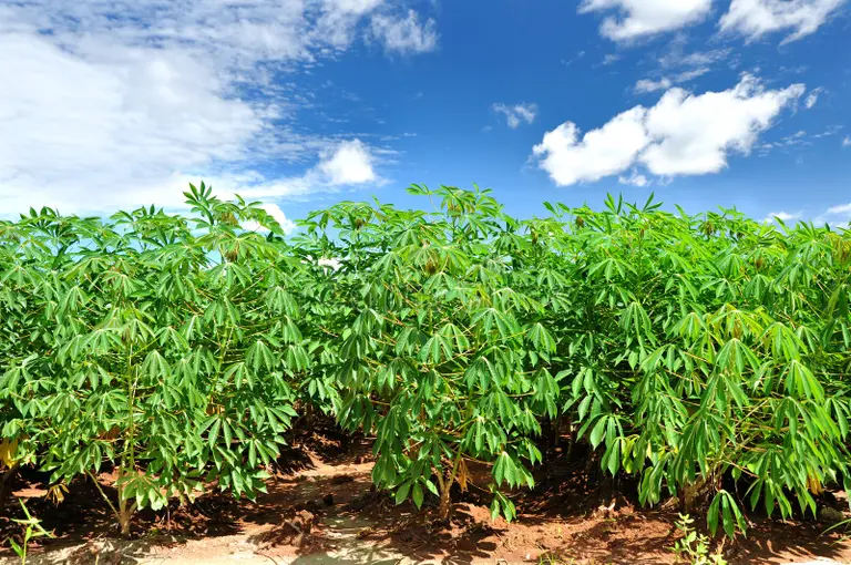 Hanbriel Cassava Farm